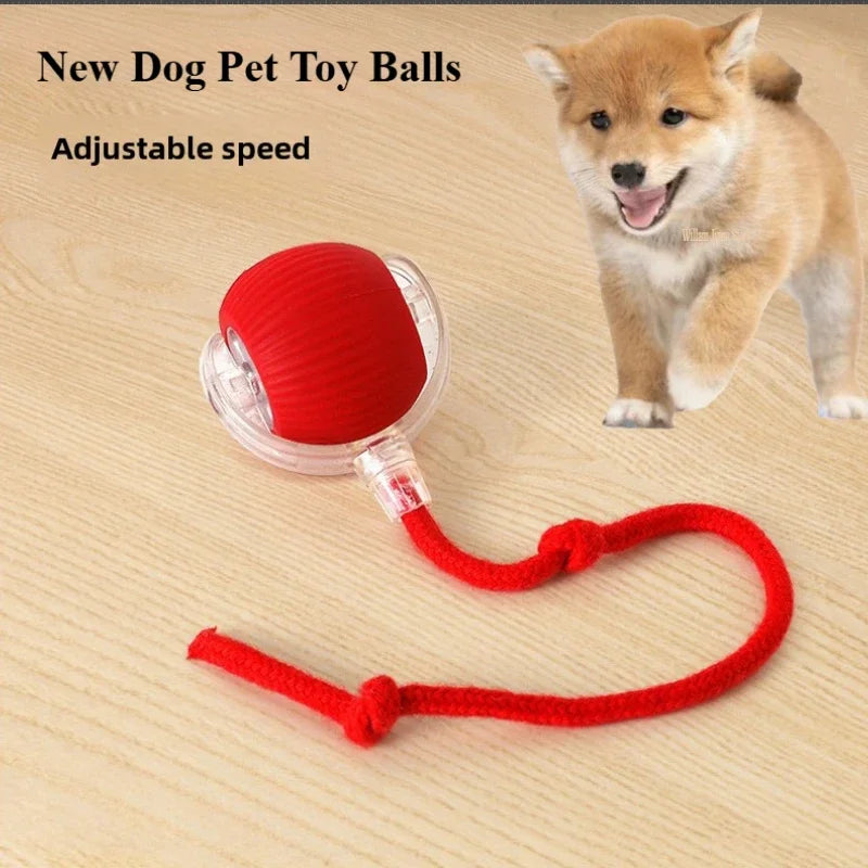 Smart Chase Pet Toy