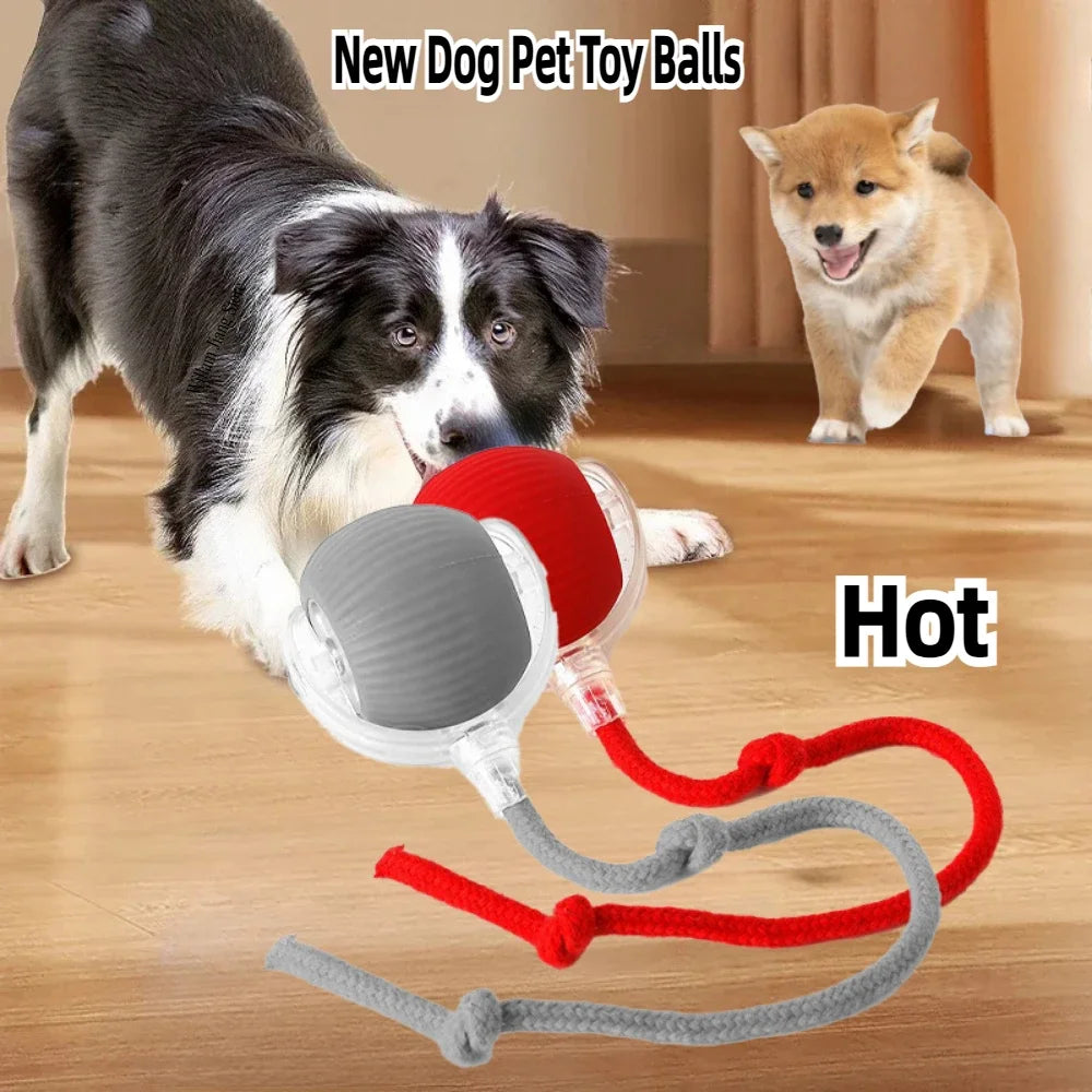 Smart Chase Pet Toy