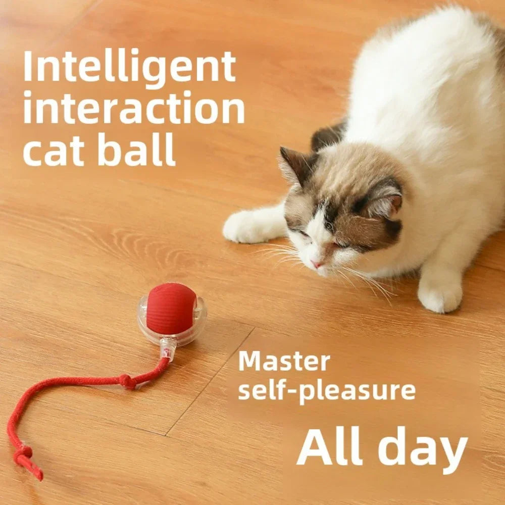 Smart Chase Pet Toy